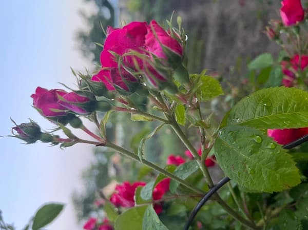 تصویر 4 از قیمت گل محمدی اصل با کیفیت ارزان + خرید عمده
